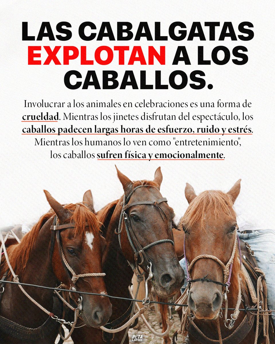 🐎💔 Las cabalgatas tienen un alto costo para los caballos. Son forzados a caminar sobre pavimento durante horas, bajo el calor, rodeados por fuertes ruidos y en ocasiones por gente alcoholizada. Estos eventos no promueven la cultura, solo perpetúan la crueldad hacia los