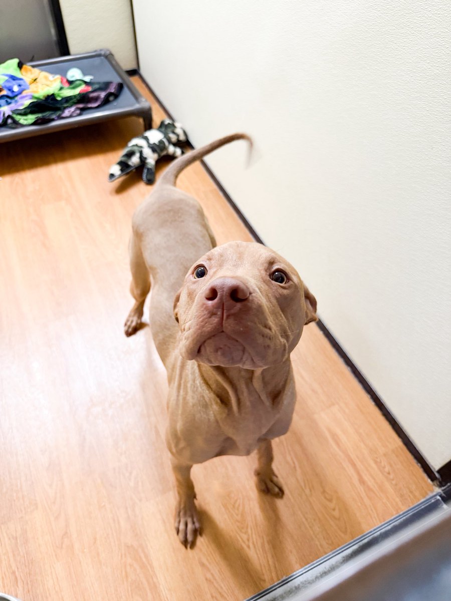 okhumane's tweet image. Foster Shuffle!
Shuffle is a 9-month-old, 52-lb happy-go-lucky boy. He would love a foster home to relax in while he waits for his forever family. 💙
✨
Interested in fostering, 📧 foster@okhumane.org + fill out the form tinyurl.com/467dzh6c!