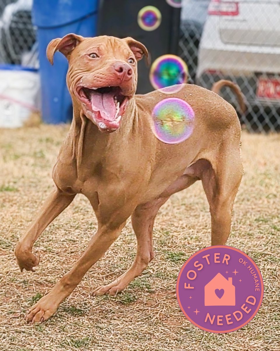 okhumane's tweet image. Foster Shuffle!
Shuffle is a 9-month-old, 52-lb happy-go-lucky boy. He would love a foster home to relax in while he waits for his forever family. 💙
✨
Interested in fostering, 📧 foster@okhumane.org + fill out the form tinyurl.com/467dzh6c!