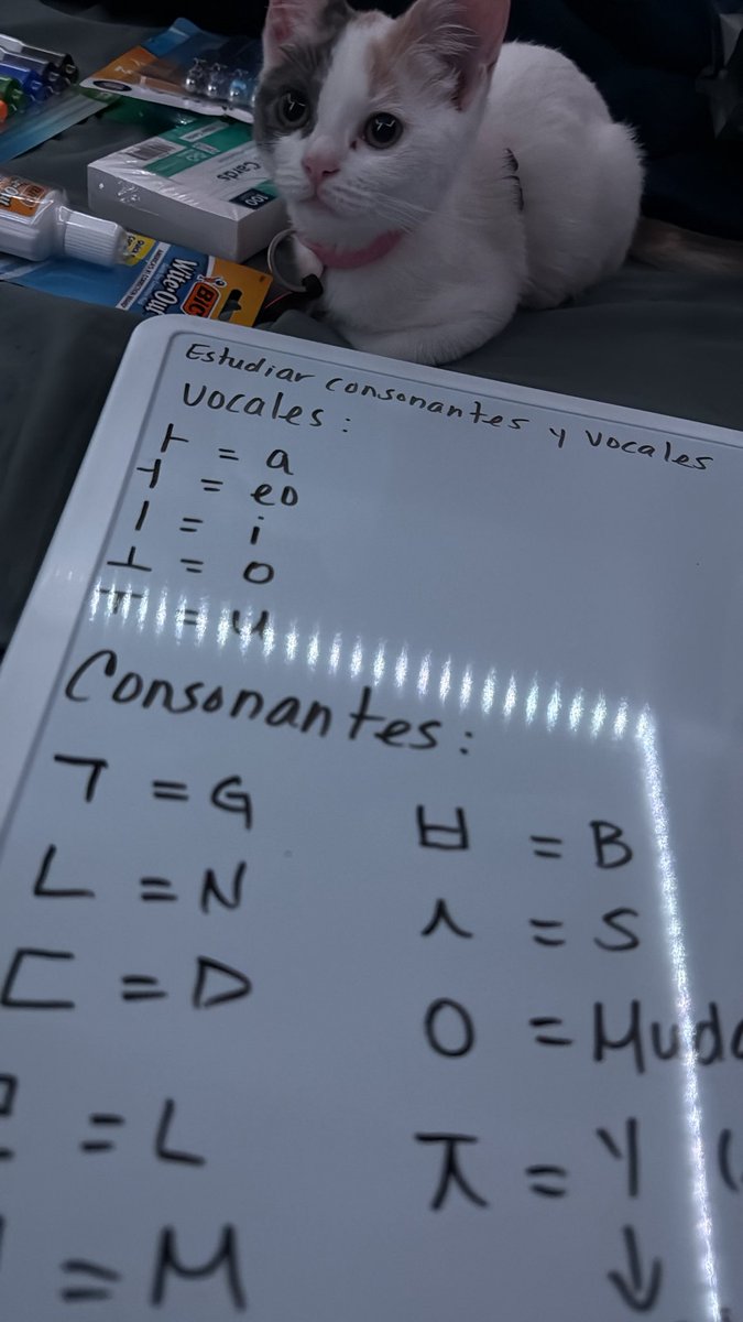 La gata más metiche