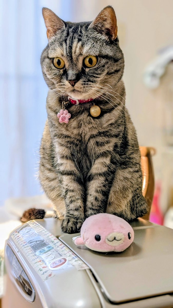 ねこさん⚡(ΦωΦ) (@catnap707) / Posts / X