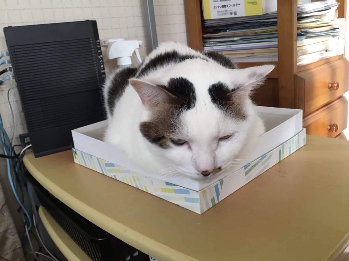 今日のにゃんこ #猫のいる暮らし