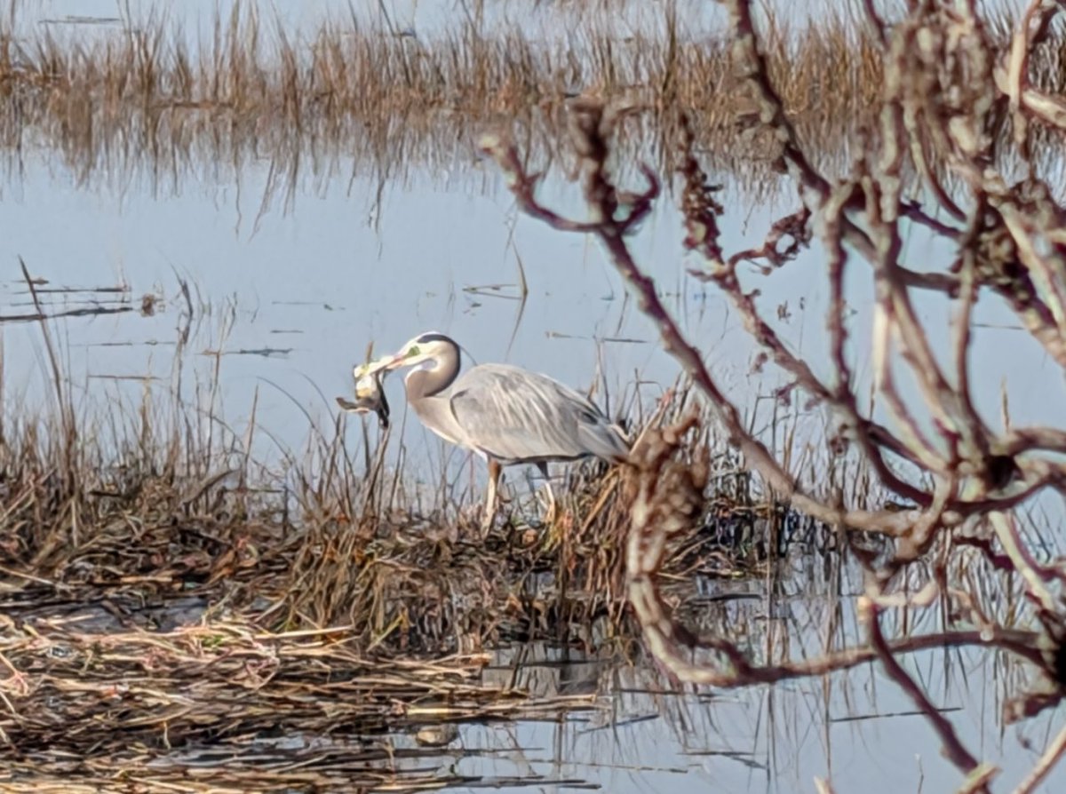 MorgageFlimFlam's tweet photo. @evornithology this morning San Leandro Bay, CA. The GBHE pursued the victim across the marsh like a raptor. Caught it and then had a squabble with a second GBHE over whose it was. Not sure of the ID but SORA is likely. https://t.co/eanQVv0wRl
