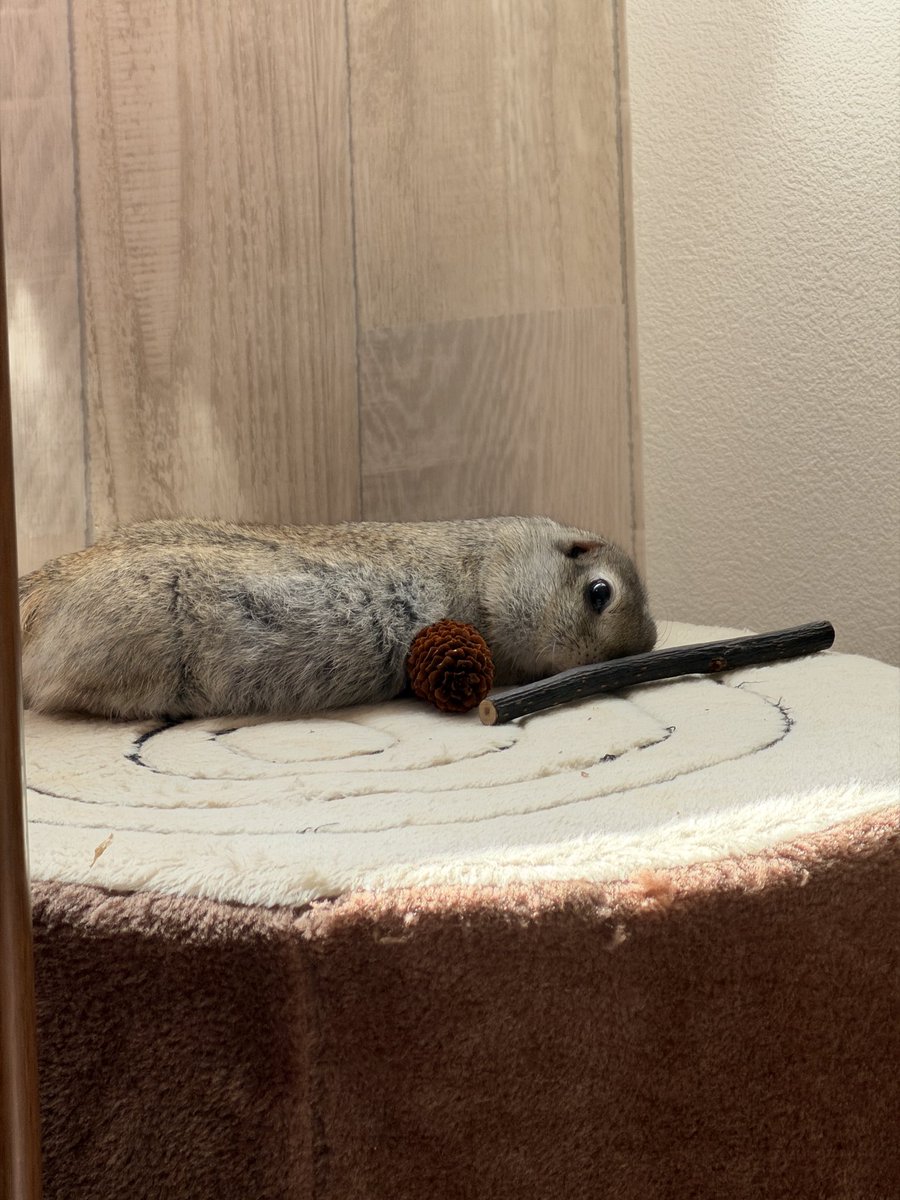 ニコルとウィリーといる日常 tweet media