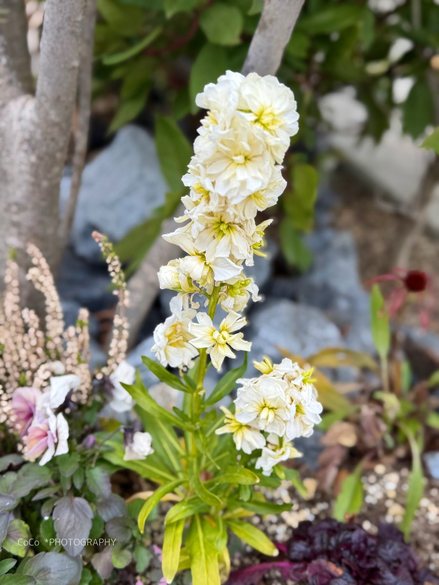 coco (@39coco39coco) / Posts / X