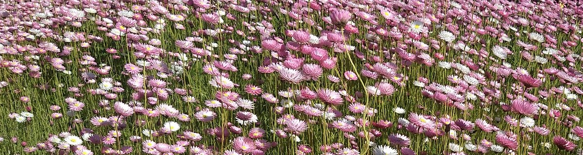 Prof Marc Tennant AM tweet media