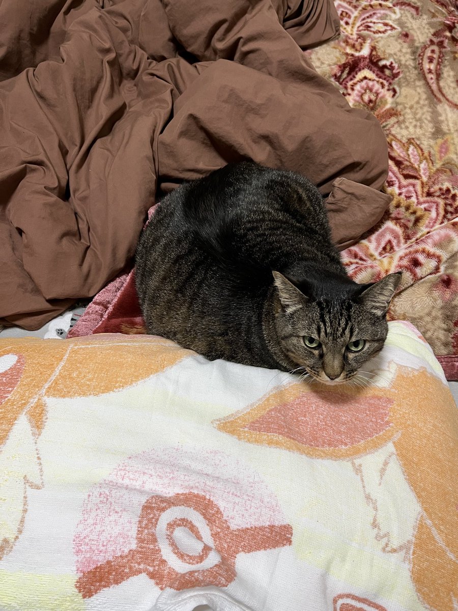 ねこじま まめたろう (@nekojima_22) / Posts / X