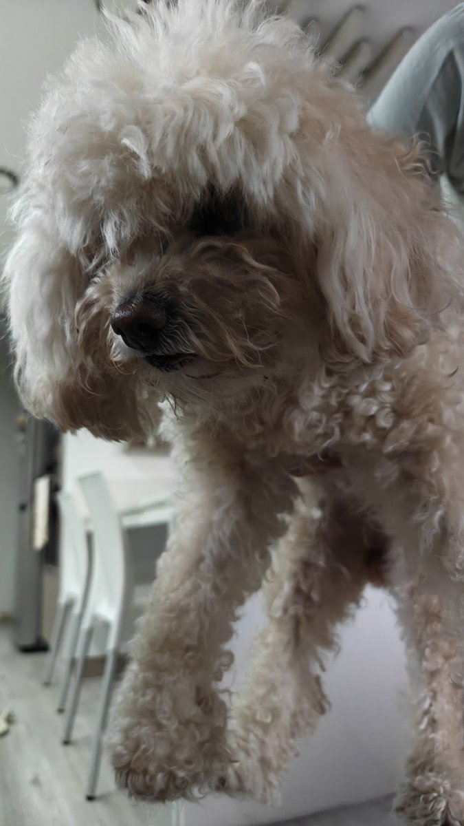 dtc_roxas's tweet photo. #VCTAmericas Tech paws LET'S GO MIBR
Sammy and Sally https://t.co/8fxknqhqZE