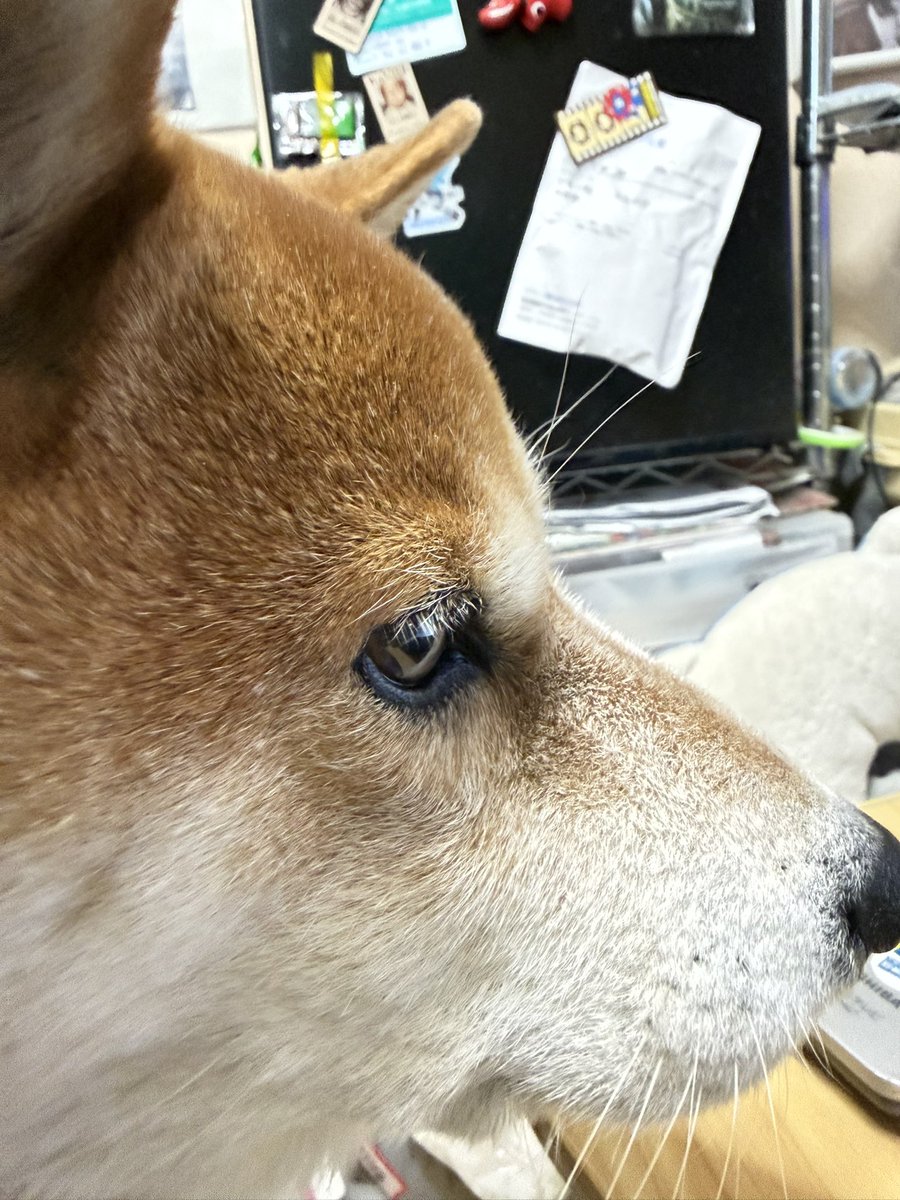 Chicken2Search's tweet image. おはようございます
#柴犬