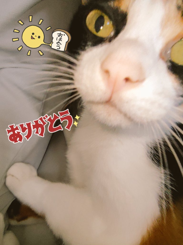 今週の娘🐱

最近は 撮ってと言わんばかりのイチャつきっぷり(月曜日が主に重症)😇😻💓

お仕事の方も お休みの方も 週末暖かくしてお過ごしください(孫👶預かりで リプ遅れます🙏)

今月もありがとうございました😽🍀🐾🩷💛🩷✨

#もっとひろがれ猫バンバン 
#猫好きさんと繋がりたい 
#土アップ祭