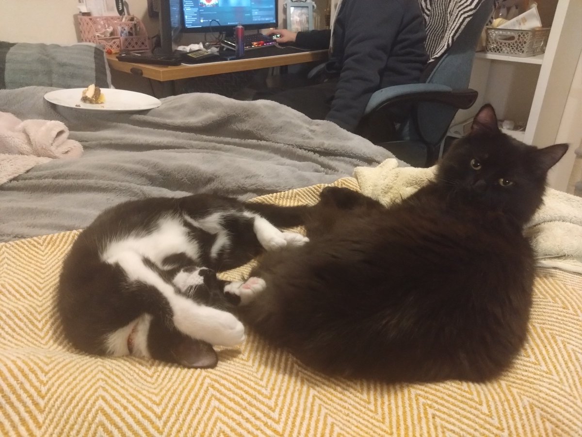 PoppinPippin's tweet photo. Reyna and Gibby #techpaws https://t.co/QHOR3gGJJp