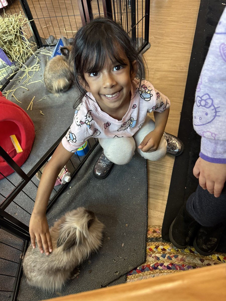 MrsCooperMBE's tweet photo. Our sweet classroom bunnies have been enjoying all the pets this week! Students help take care of them by refilling their food and water everyday. 🐰🐰@HumbleISD_MBE https://t.co/3lb3bdpXxt
