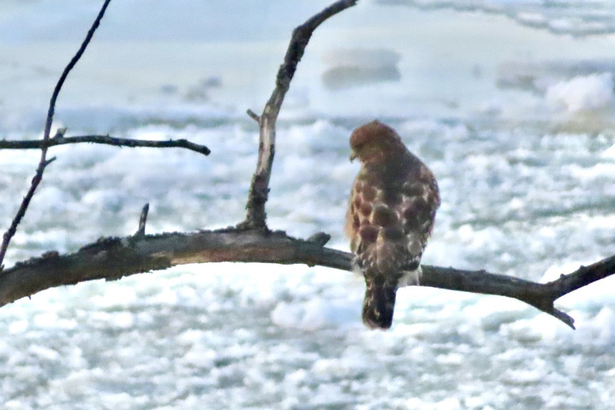 I watched this beauty hunt other birds for a while. Unsure what it is! Yonkers, NY #birdcpp