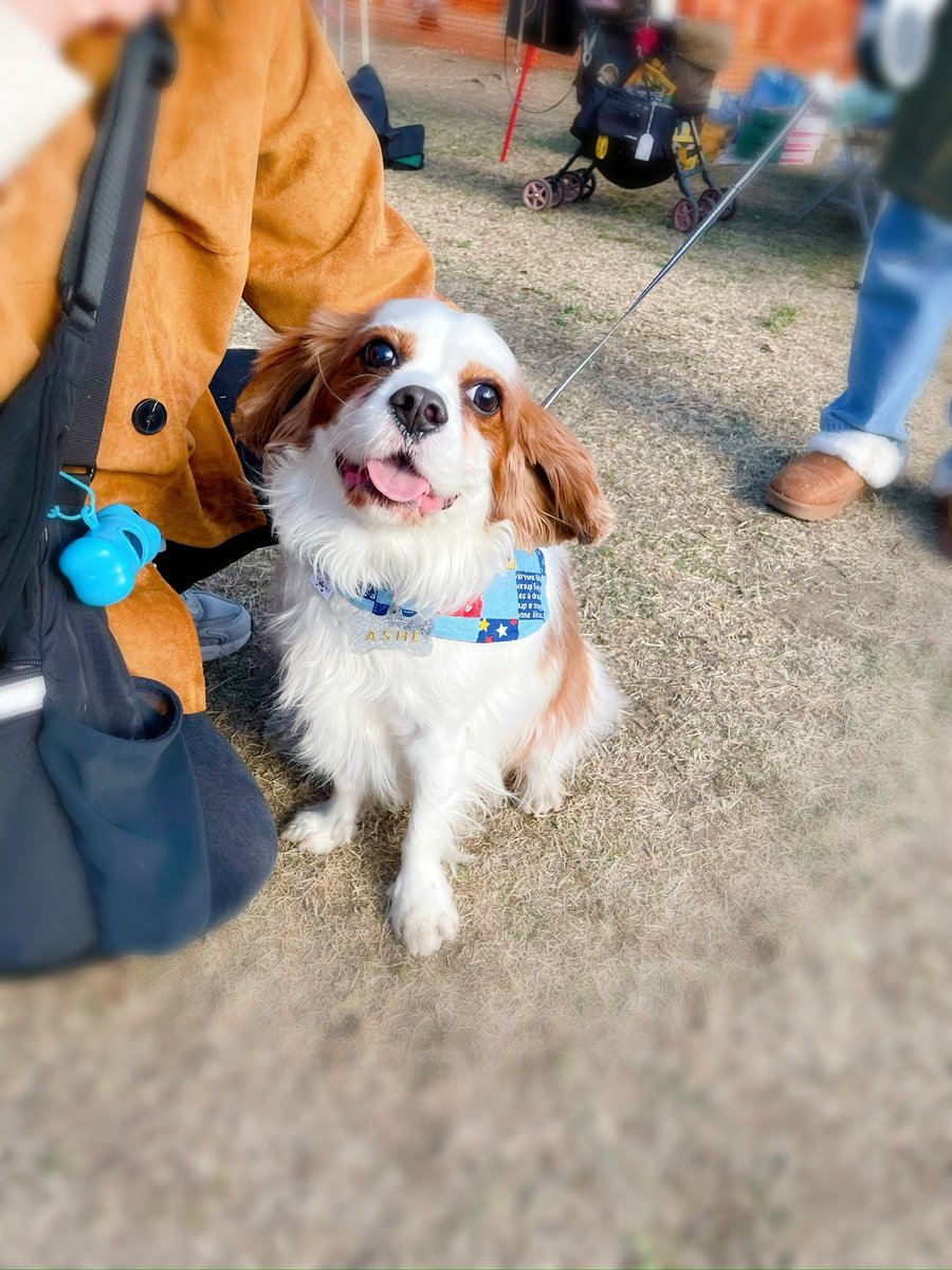 ChuchuMonis's tweet photo. 本牧山頂公園ドッグフェスタにて、ご購入いただいたかわいいお客様の紹介Part2です❣️ありがとうございました😊
#ドッグフェスタ
#バンダナ
#犬
#猫

ペット用のおしゃれなリバーシブルバンダナ勢揃い☆
購入はこちらまで
https://t.co/5K6zEFI87w https://t.co/Kw8ATK4XTS
