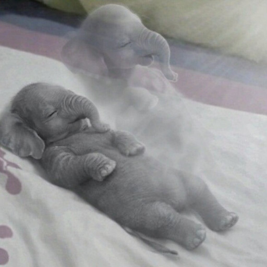 witloofdev tweet media