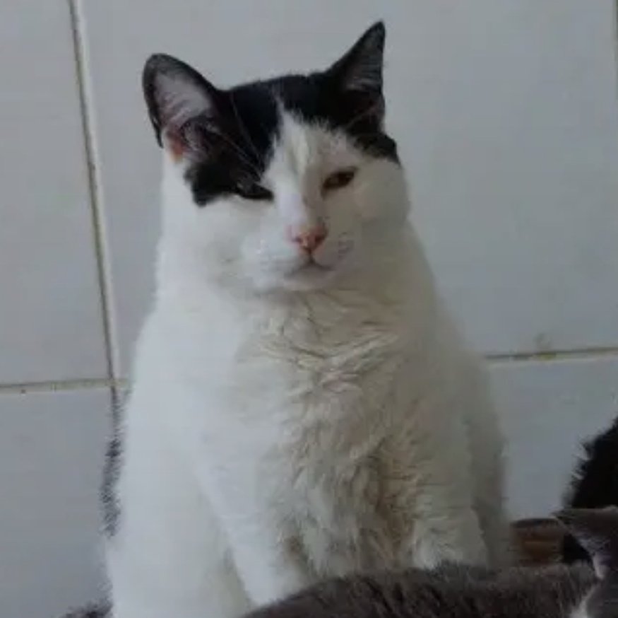 lisa 🍰 tweet media