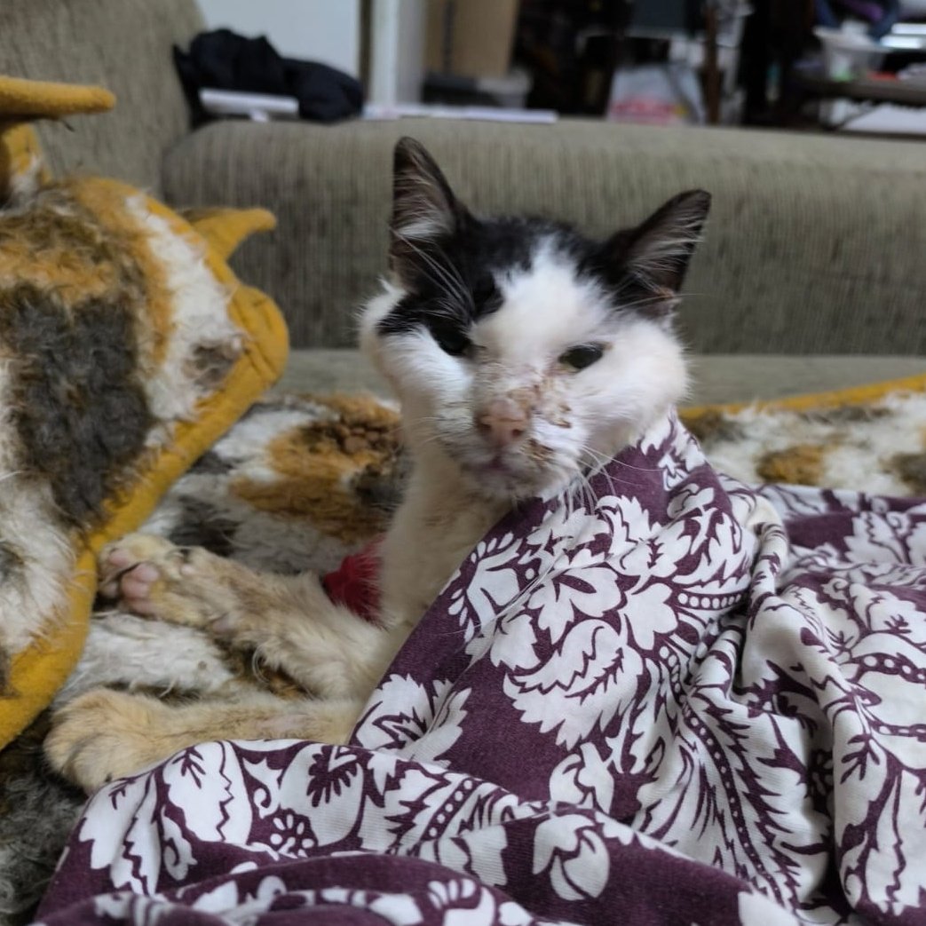 lisa 🍰 tweet media