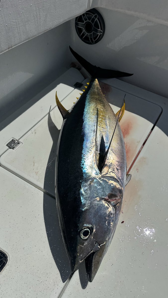 Los $32,000 Millones que pagó El Tío <a href="/RicardoBSalinas/">Don Ricardo Salinas Pliego</a> duran menos en las manos de los Gobiernícolas MoreNarcos que lo que dura éste atún que saqué hoy de alimento para el barco en el que estoy. 
🤣🤜 

La PEOR parte es que el atún Yo Sí lo comparto con mi barco.. Pero los $32,000