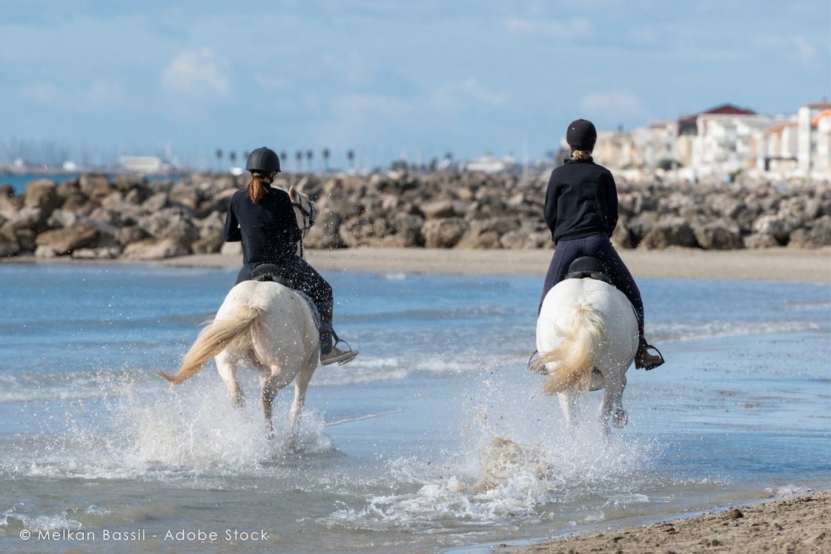 茶太郎 (@Chataro_A_Horse) / Posts / X