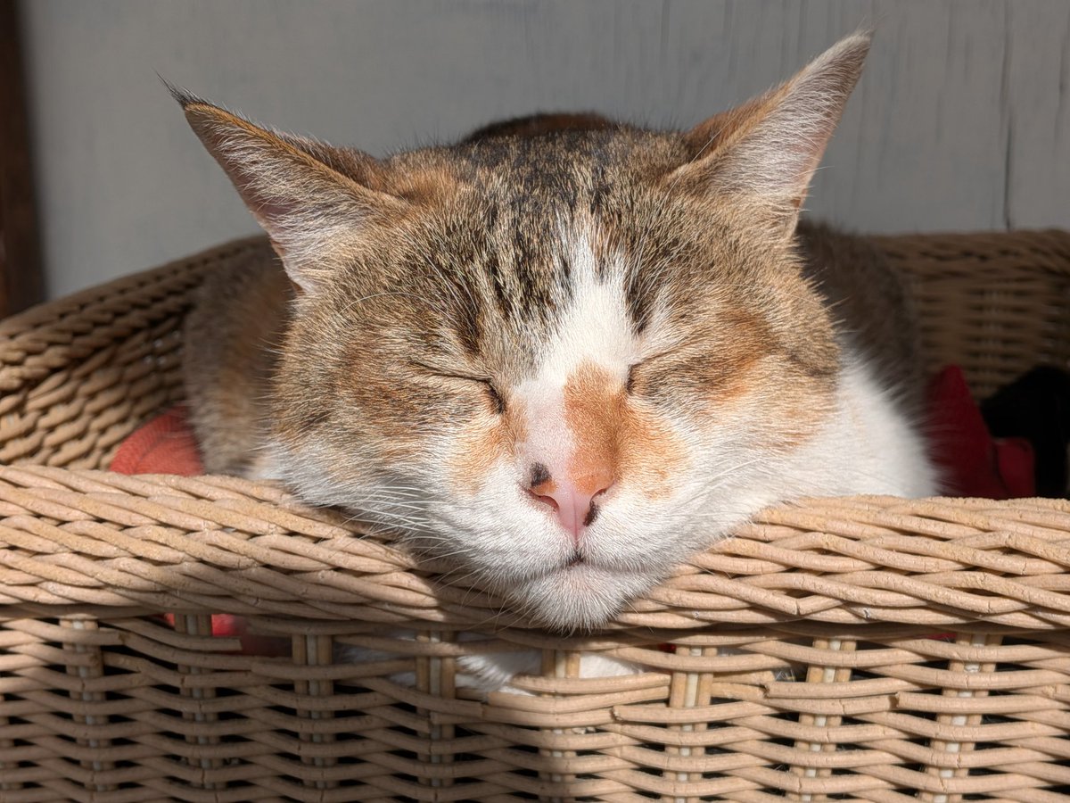 かごに顔を乗せて日向ぼっこするドアップ麒麟ちゃん（猫）にゃん🐱 #猫