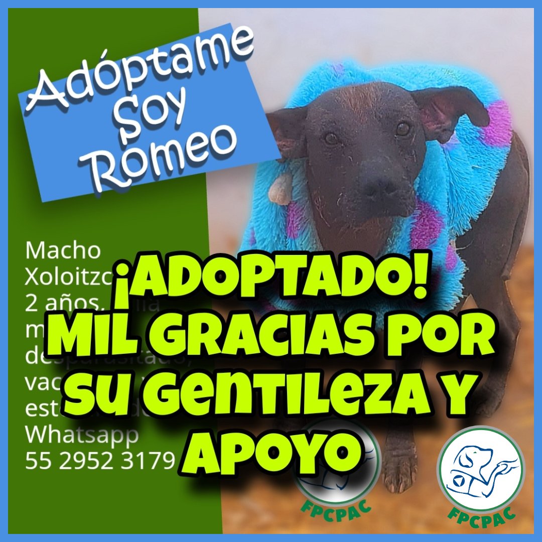fpcpac's tweet photo. ¡ADOPTADO!
Fundación Piensa Como Perro A.C. 
¡Ayuda interespecies para los que más lo necesitan!
¡Ayúdanos a seguir ayudando! 🐾❤🐾
#fundacionpiensacomoperroac #fpcpac https://t.co/m2HuZmtFOh