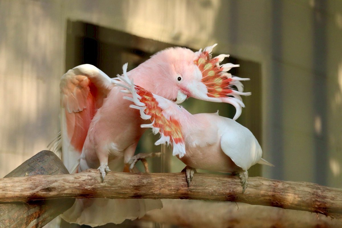 荒ぶるベルくん🦅なだめるミミちゃん🦜

#クルマサカオウム
#世界一美しいオウム
#何かにビックリ
#本日開園中
#キャンベルタウン野鳥の森