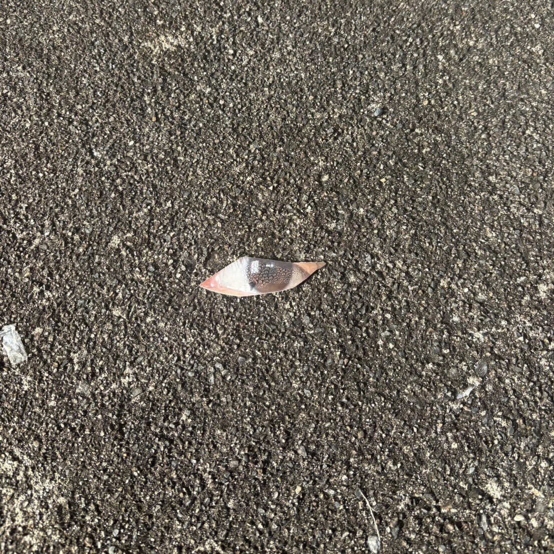 ポスターへのイタズラが増えている。これは目だけをくり抜く新手のもの。
同じ写真のポスターを重ねて貼っているのでくり抜いても下から新しい目が出てくる。
夜行性の犯人は驚いたものと思われる。
#総選挙2026 #藤原のりまさ #ワラ劇場 #中道改革連合 #愛知10区