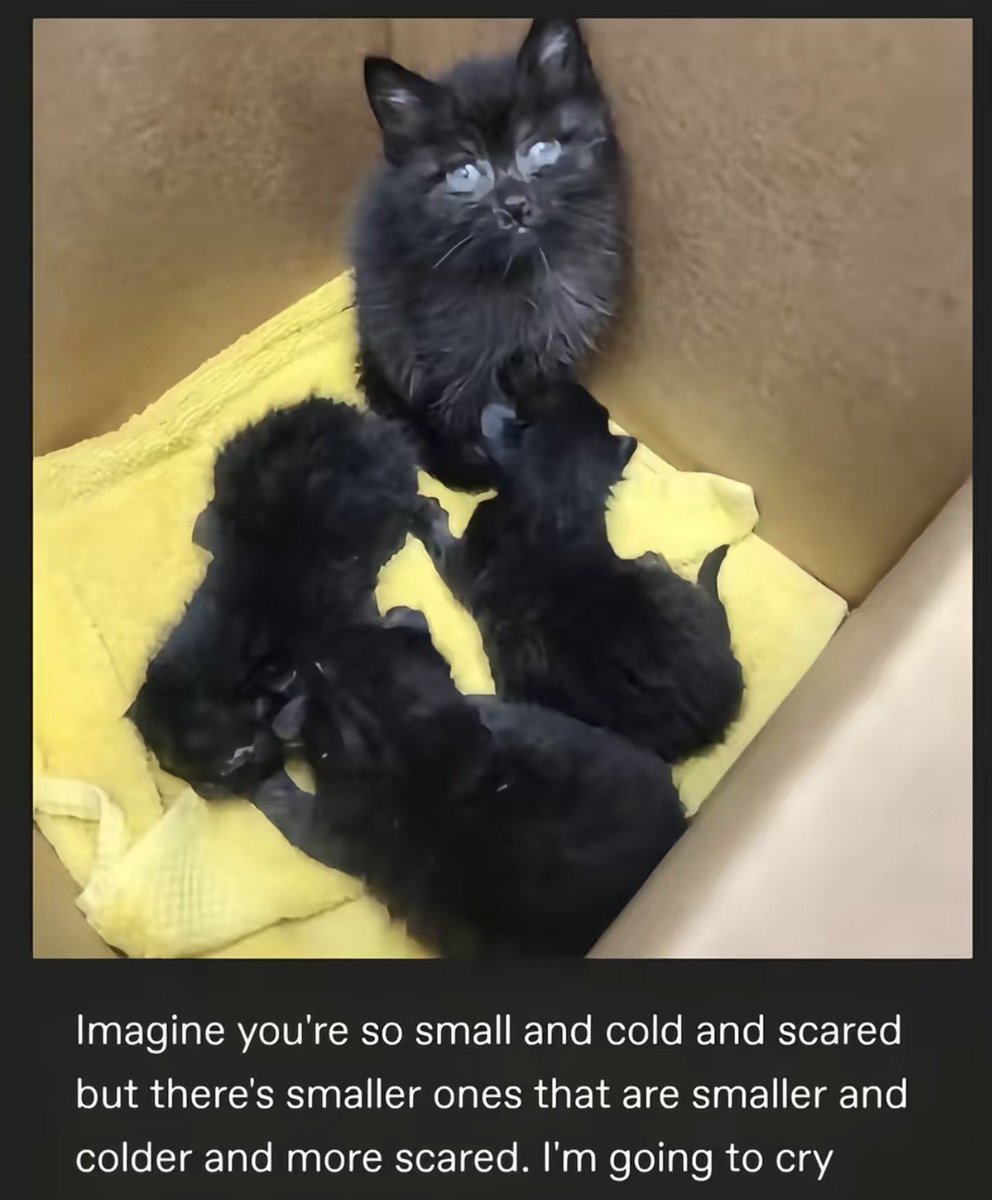 ⌗ ﹒ vix ﾉ ꈍ◡ꈍ ﹐ ⟡ tweet media