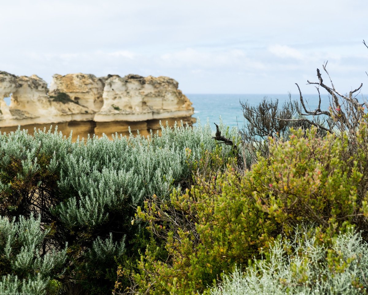 UNEP's tweet photo. Grasslands, shrublands, and savannahs cover nearly half of our land and are rich in life and history.

Now under threat, they need restoration, including preserving native plants, local knowledge, and sustainable practices.

#GenerationRestoration info: https://t.co/LzWx62B4k1 https://t.co/WA8K5Jy4y8