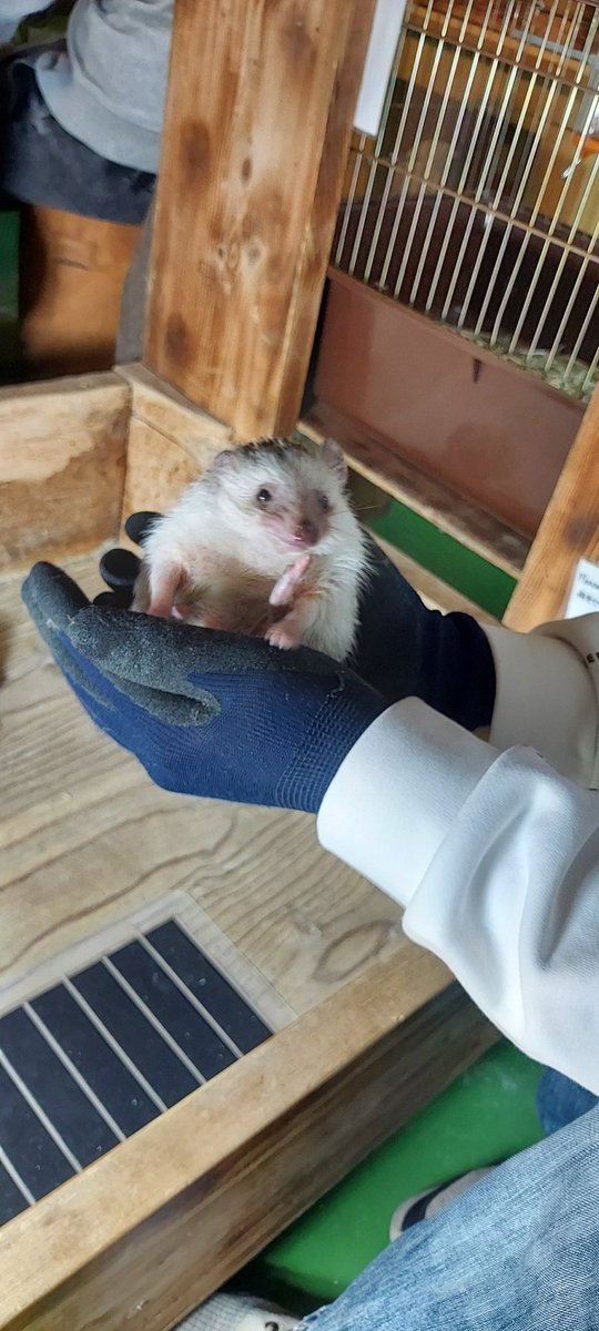 Hideponnu0209's tweet photo. フクロウに会ってきました https://t.co/6GU64ZbWdH