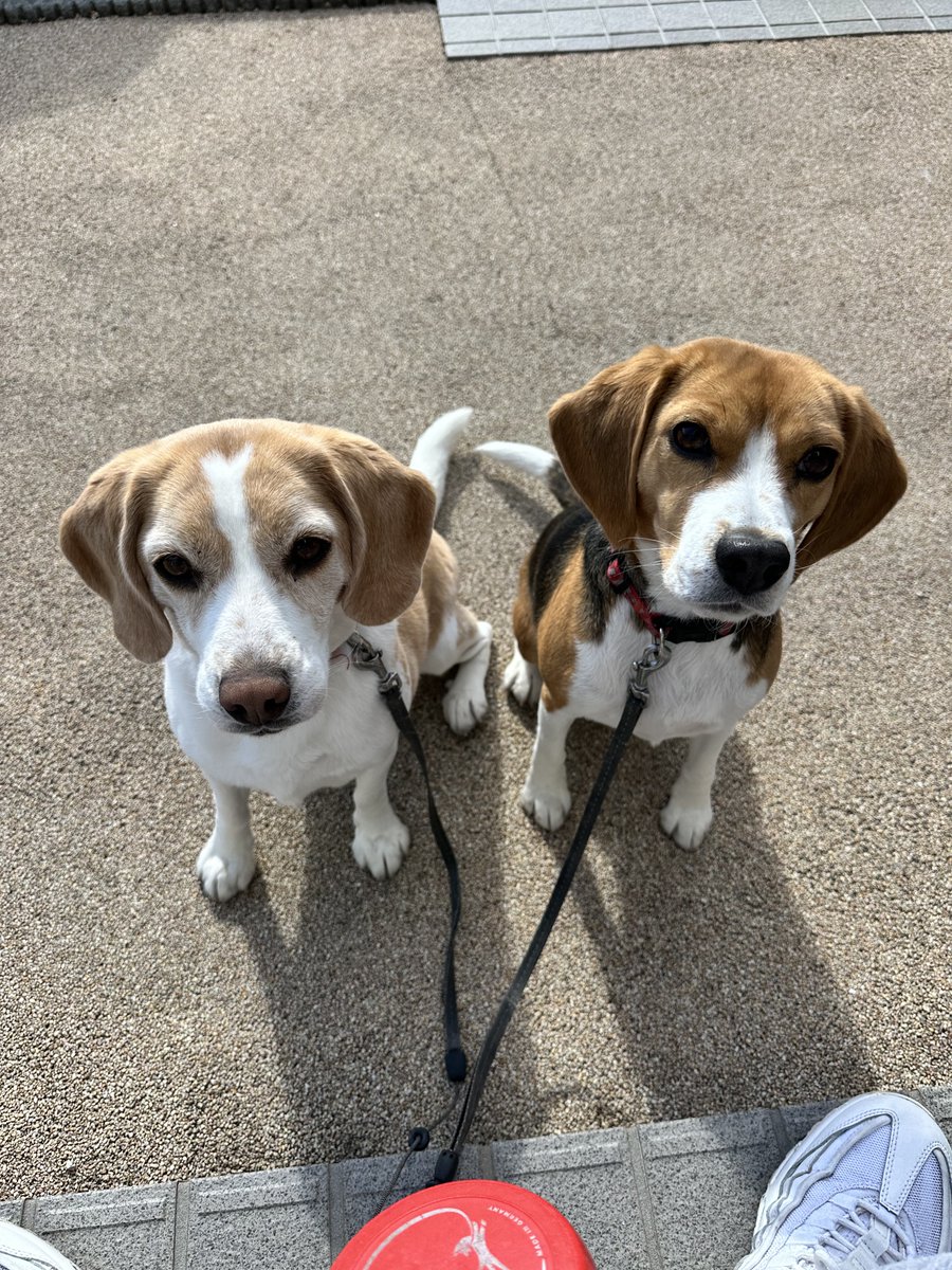 散歩後のおやつ待ち🐶🐶

＃ビーグル 
＃beagle