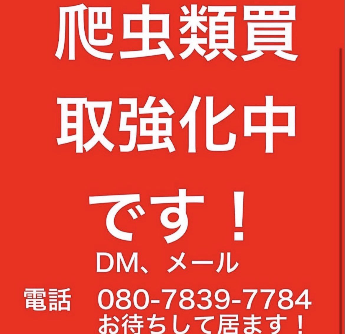 peach_chan_8's tweet photo. 全国対応‼️
爬虫類の無料査定の方行っております‼️
買取強化中ですので、是非一度dmまたはお電話の方でお問い合わせ下さい！ https://t.co/ioJGZ8jpof
