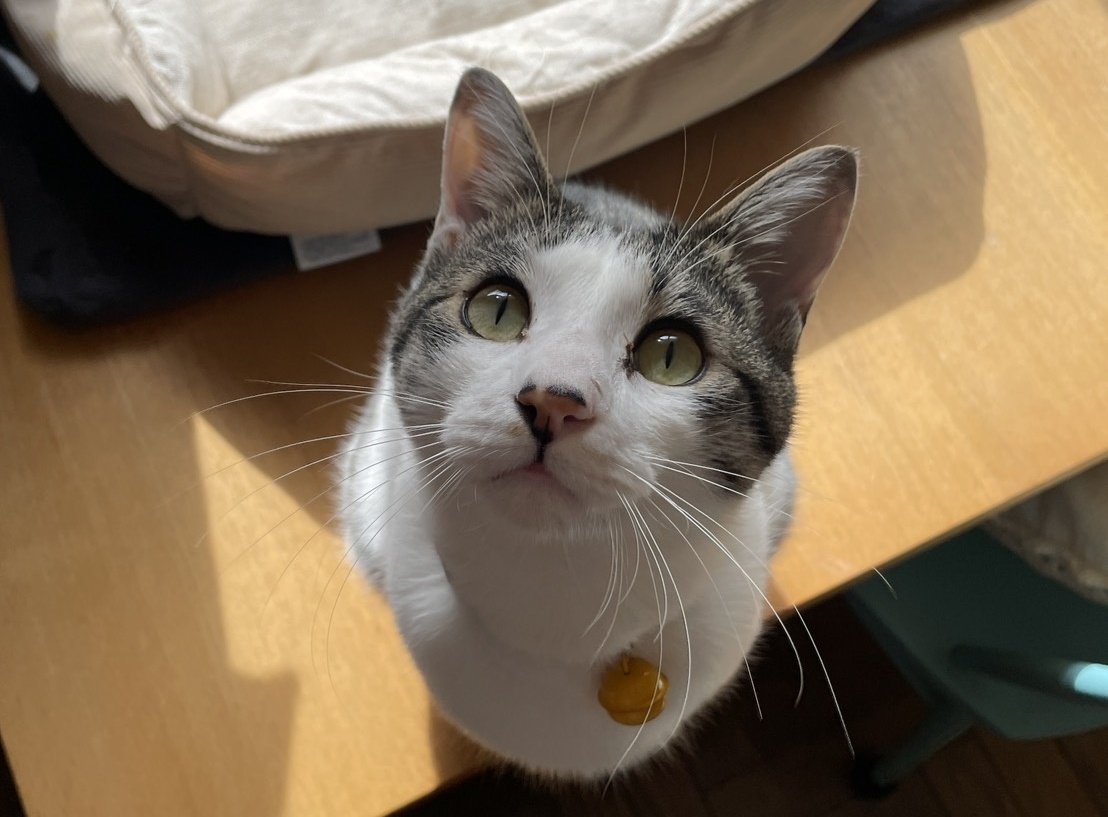 SN収容箱に興味がある猫