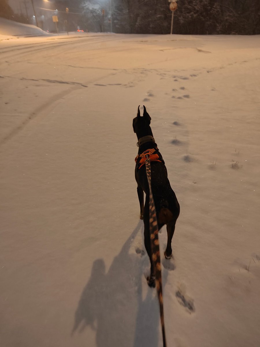 MorganKattym's tweet photo. A beautiful after midnight moonlight snowy scroll with my dog 🐕 https://t.co/zUQqyWquxS