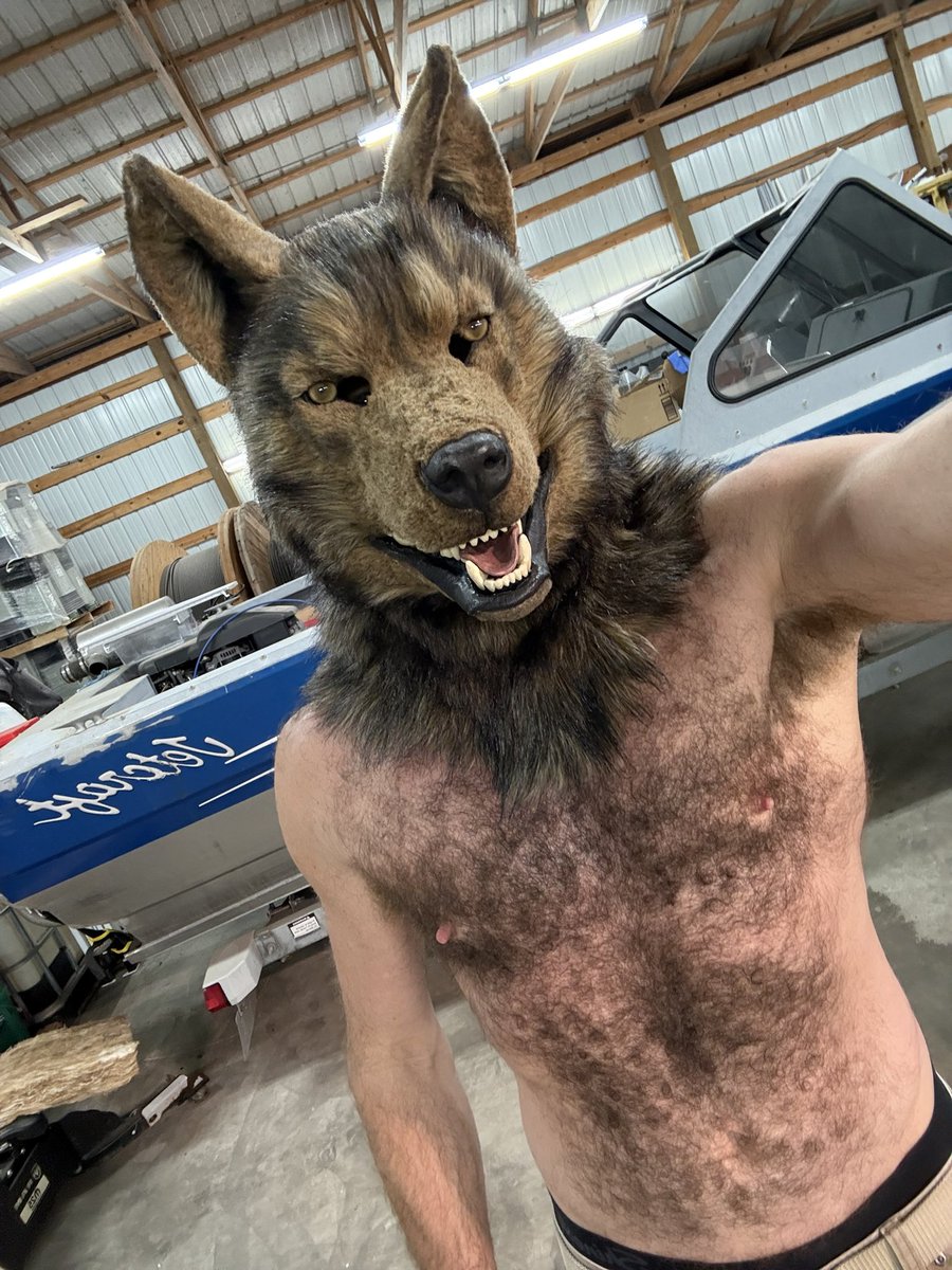 GunnarWolfTX's tweet photo. Feral and musky wolf 🔥 https://t.co/tyPdN89mEJ