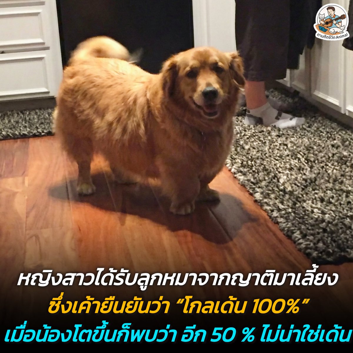 เมื่อญาติยืนยันว่า "โกลเด้นแท้" พอน้องโตขึ้นเหมือนกับน้องหมาเด้นจริงๆ นั่นแหละ แต่ติดอยู่แค่อย่างเดียว ขาของน้องยังเท่าเดิม กลายเป็น เด้นแต่ 50% ส่วนอีก 50% เนี่ยย ขาสั้นๆ ป้อมๆ แบบนี้มันมีไม่กี่สายพันธุ์หรอก (มีรูปเพิ่มเติมของน้อง)😳😣😖🤣
อาณาจักรสัตว์โลก มีม&amp;สาระ By