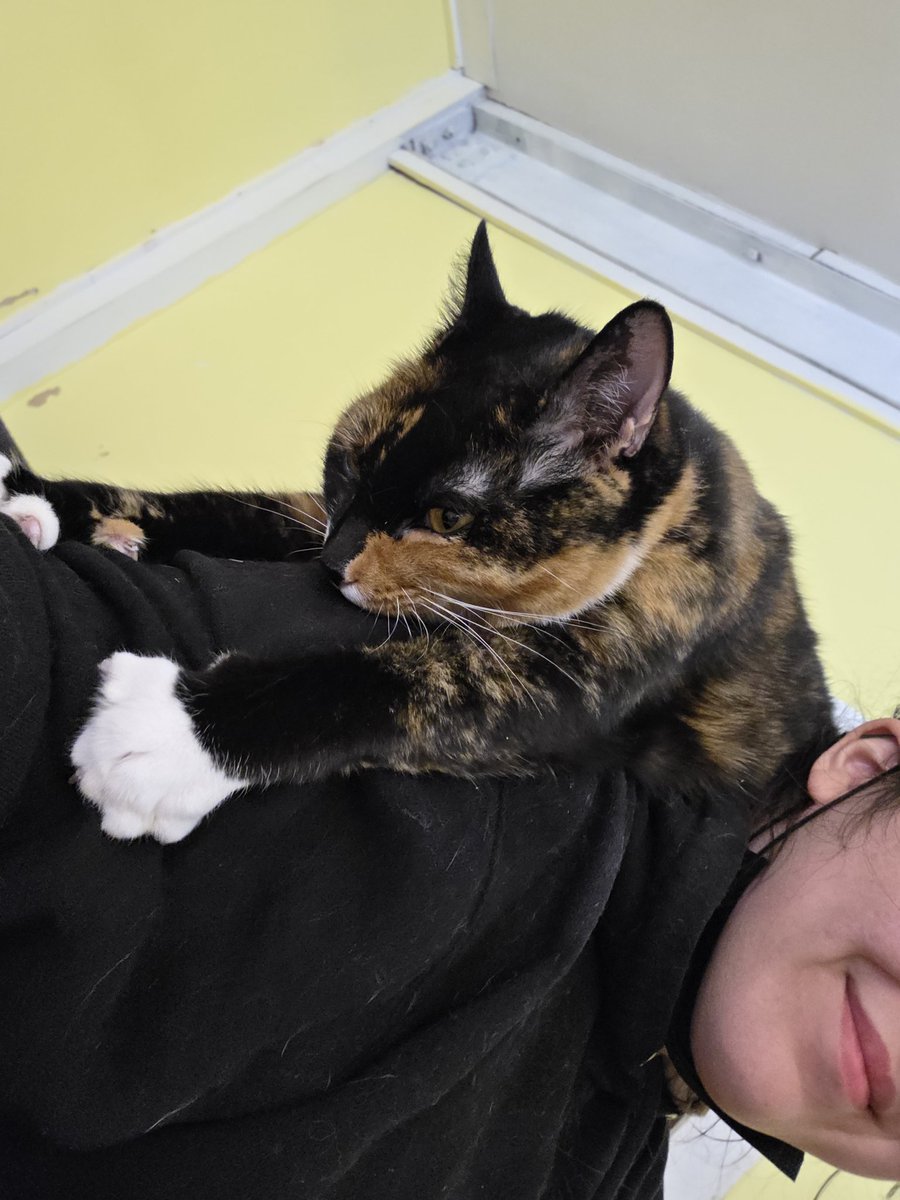 RappCatsAdopt's tweet photo. Hope is happy to be back too!
She gets her daily shoulder rides again!
#shouldercat #happycat #Virginia https://t.co/pegtLHh6Mw