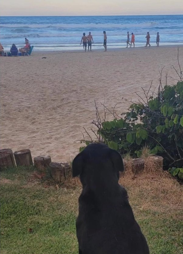 astronomiaum's tweet photo. Um dos últimos registros fotográficos do cãozinho Orelha, que foi brutalmente espancado por adolecentes 😭 https://t.co/joMBLvupgt