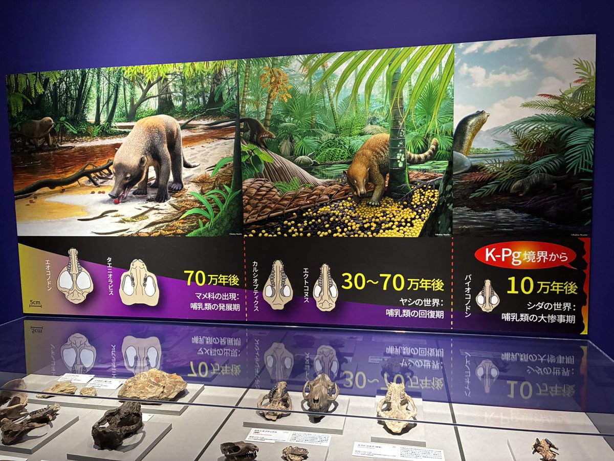 そんな、地球と生物の雄大さを楽しめるが、展示の中心は化石で、ワシ