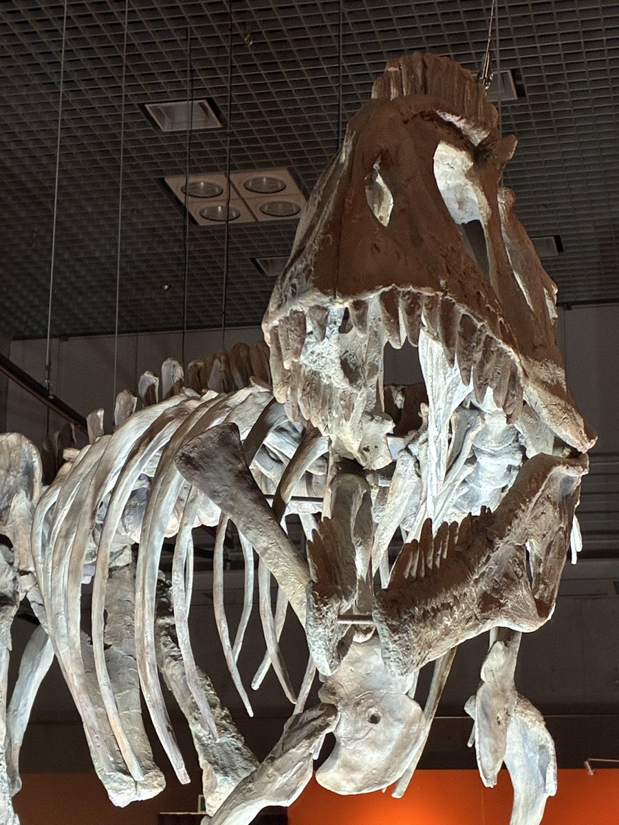 そんな、地球と生物の雄大さを楽しめるが、展示の中心は化石で、ワシ