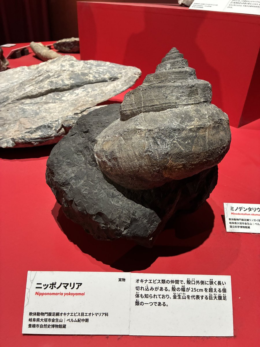 山　魚の化石三点 そんな、地球と生物の雄大さを楽しめるが、展示の中心は化石で、ワシ