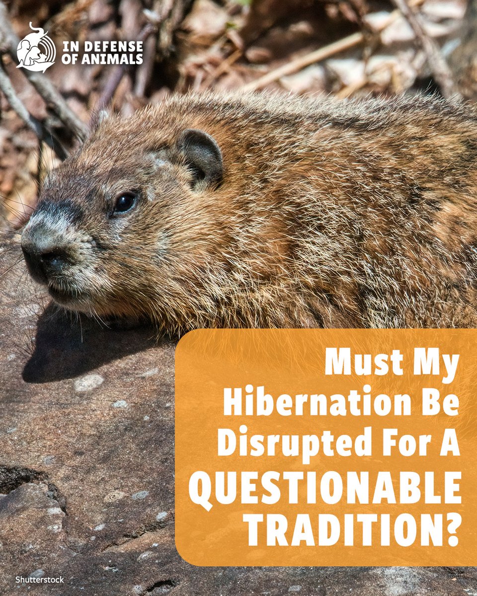 IDAUSA's tweet photo. #Groundhogs are hibernating right now. Waking them up for #GroundhogDay causes stress &amp; disrupts winter survival. Compassion means letting them sleep.
Act now: https://t.co/YV2L2FPw1z
Pls RT &amp; support https://t.co/d8MhpehOue
#GroundhogDay2026 #LetWildlifeBe #ProtectWildAnimals https://t.co/YPwajcKYYZ