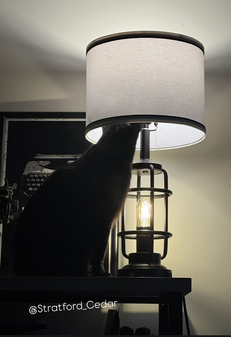 Dear readers,
One positive of The Editor’s whim to rearrange our apartment is that I now have more access to lamps. Considering my options of how I’d like to rearrange this one.

-Cedar 🖤