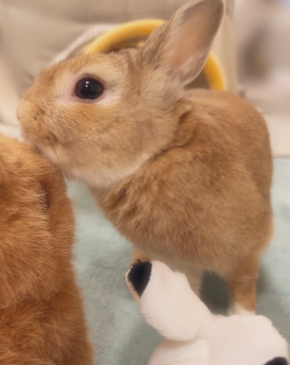 🐰だいすきな お友だち〜

み〜んな ぺろぺろ〜

        &amp; あごすりん💛   🤭

#うさぎ
#うさぎのいる暮らし