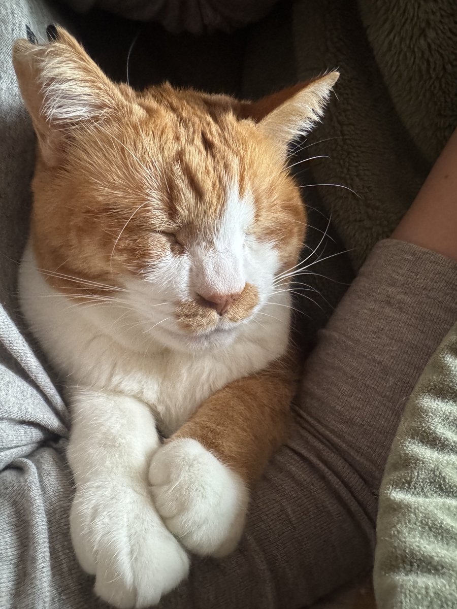 いくら土曜日とはいえそろそろ起きたいのだけどそれを許してくれない添い寝大好き猫ちゃんがいる。この子を置いて布団を出るなんて私にはできないｽﾔｧ…。