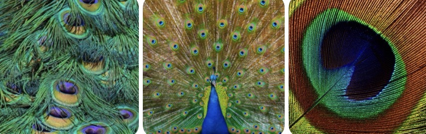 Wendy Safchik tweet media