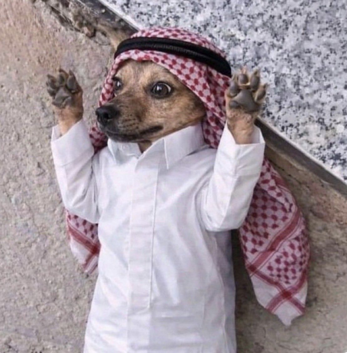 AbdElrahma41413's tweet photo. 🚨 🚨🚨 انتهى موسم الشجاعة السعودي سريعا 

السعودية تقسم لأمريكا: عراكنا مع دويلة الإمارات لا علاقة بحفظ امن سيدتنا اسرائيل. 
العراك كان عيال شخصي بين MBS  و MBZ  على حساب الشعب اليمني… 
- - - - 
هذا ملخص ما تم اليوم بين الولد الصغير خالد بن سلمان وبين سيده ليدنسي جرهام السيناتور الأمريكي المتطرف الذي اكد منذ يومين في حديثه قائلا: " ان ما يحدث في الشرق الأوسط حرب على الإسلام" وقال منذ فترة ايضا في رسالة تهديد:  "الأمير محمد بن سلمان عليه ان يراجع نفسه فأبناء عمومته يكرهونه".

تلقف الصغير بن سلمان الرسالة وجرى مسرعا لأمريكا والتقى اللوبي الصهيوني ليؤكد لهم انهم على درب المؤسس الاعور في الولاء والبراء لليهـ ـ،ود الأبرياء…