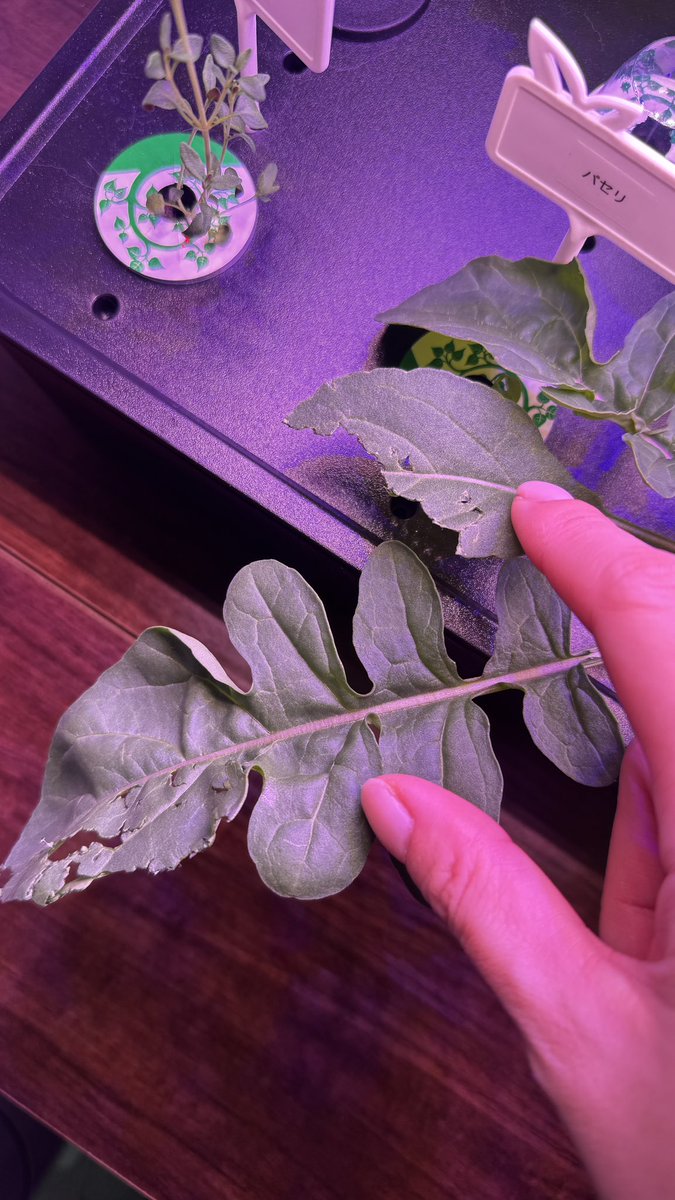 ちーさま (@ouchikaeru1234) / Posts / X