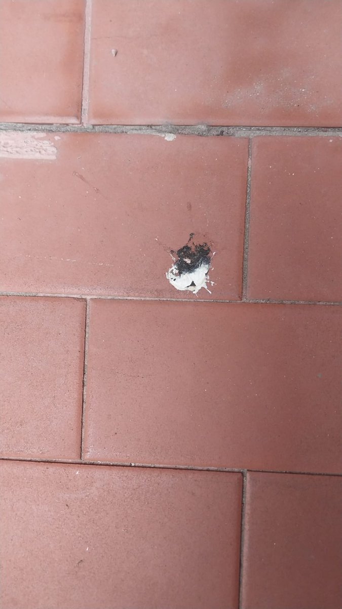 se ve que los pájaros que me cagan el patio llevan una dieta equilibrada