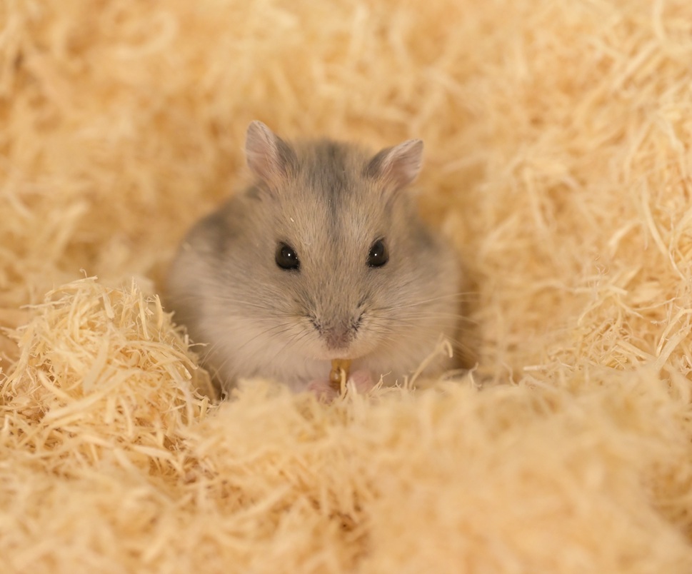 ペロ木村 (@S5ROvu7uvUr8RO5) / Posts / X